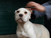 cucciolo cane corso bianco